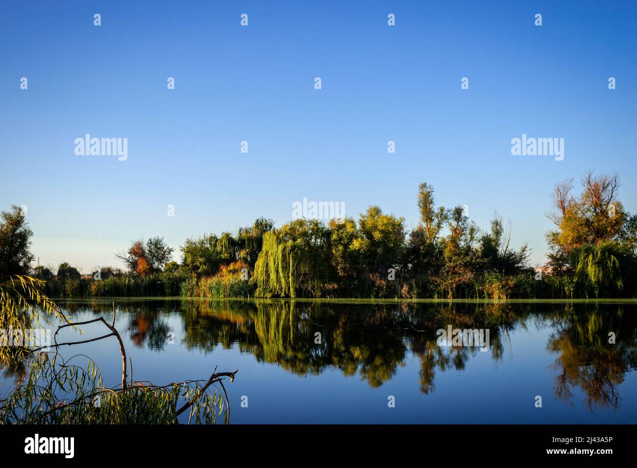 Perfekt reflektierte Weidenbäume auf einem stillen See, der zum Angeln und Entspannen genutzt wird Stockfoto