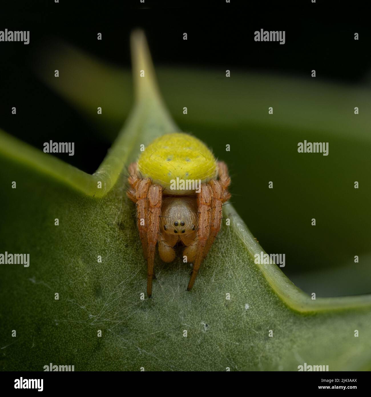 Kleine Gurkenspinne - Araniella sp - eingebettet in ein Stechblatt in einem britischen Park Stockfoto