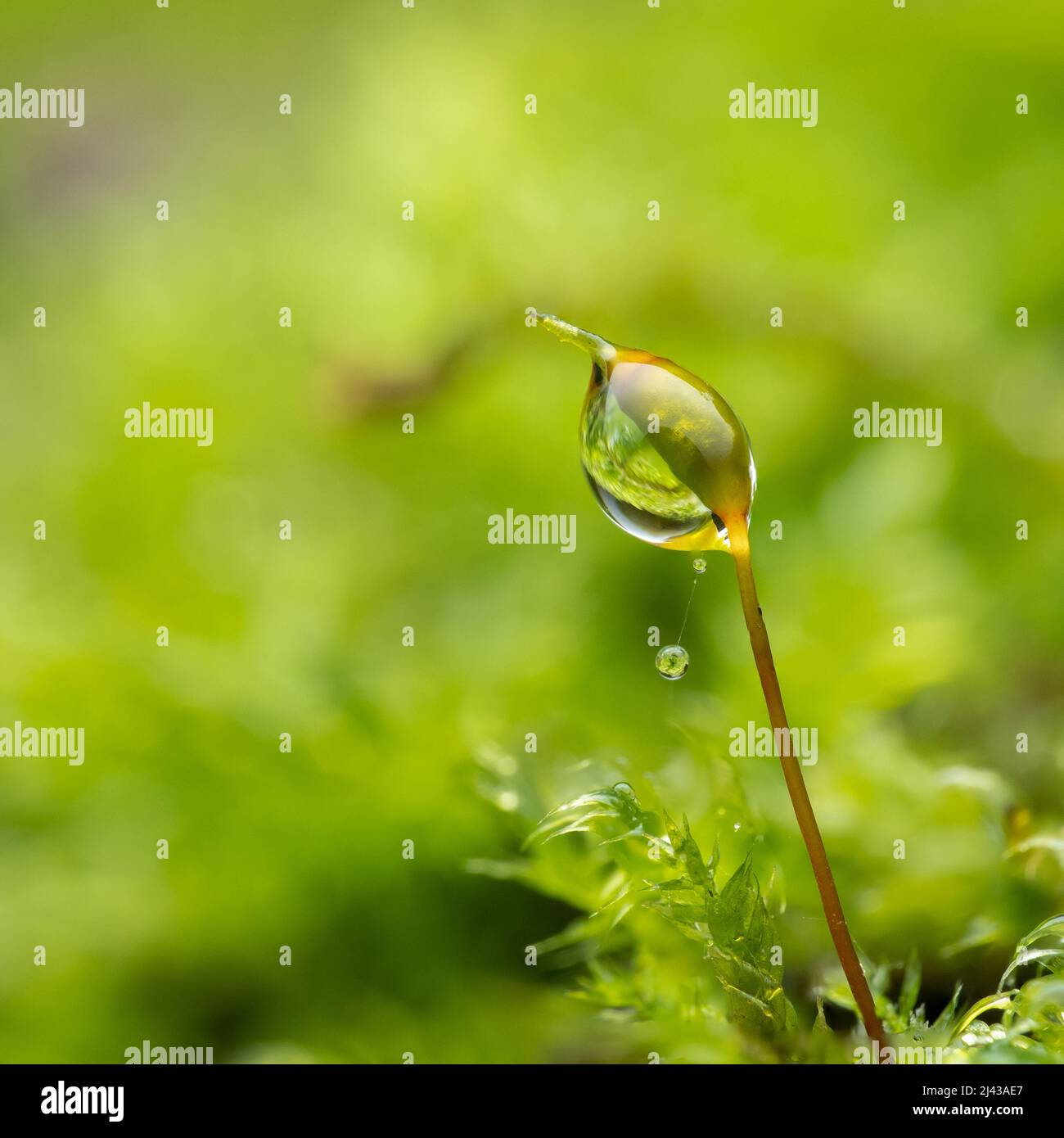 Wassertropfen auf einem Moos-Sporophyt in einem britischen Garten Stockfoto