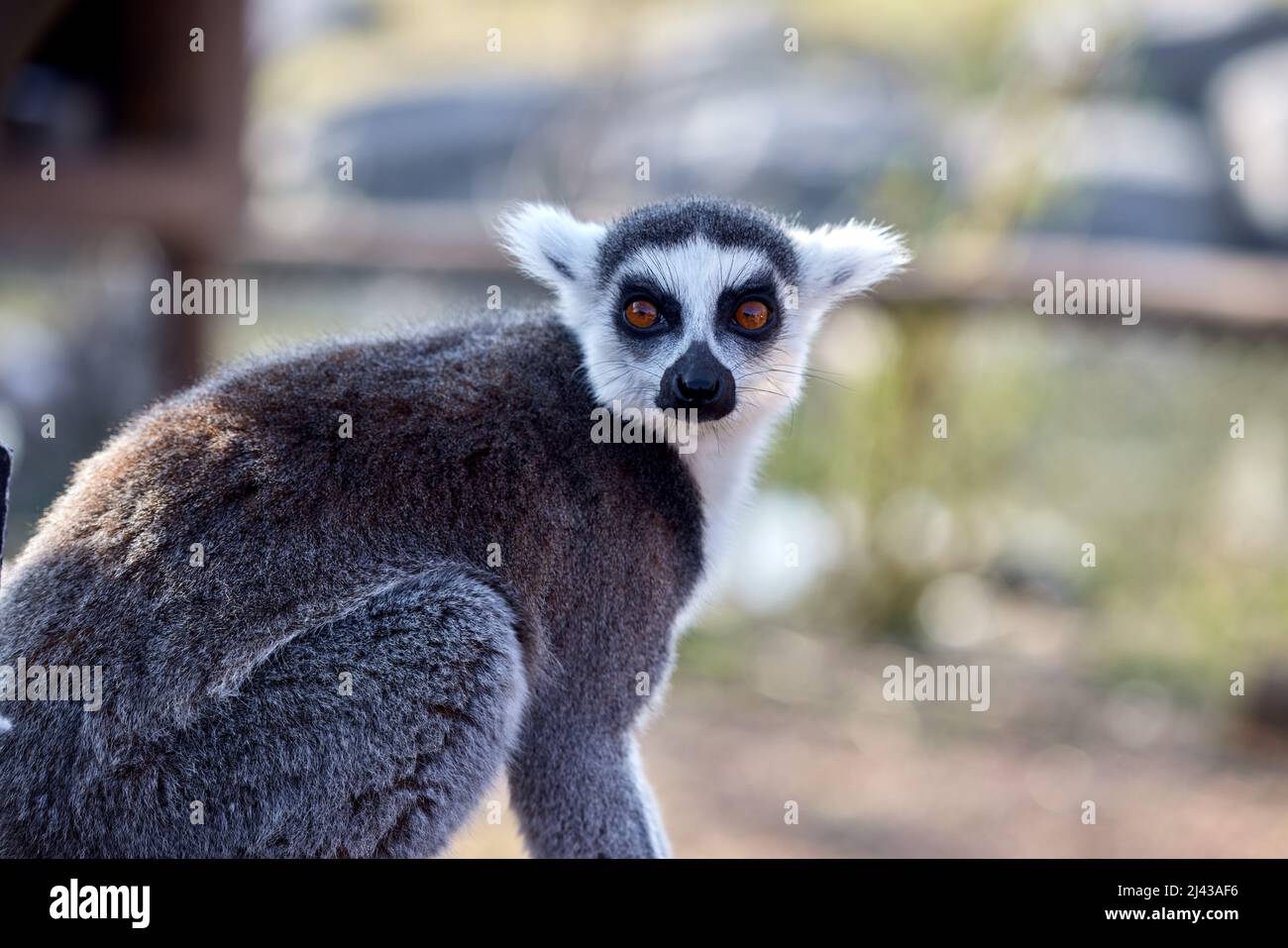 Selektiver Fokus eines Lemurers, der die Kamera anschaut Stockfoto