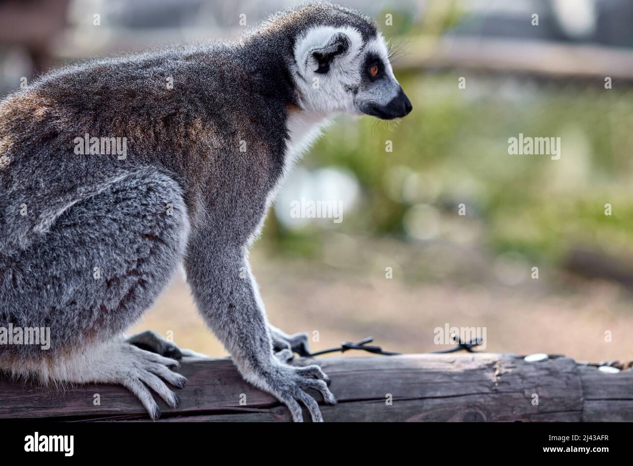 Selektive Fokusaufnahme eines Lemurs, der aufmerksam auf etwas schaut Stockfoto
