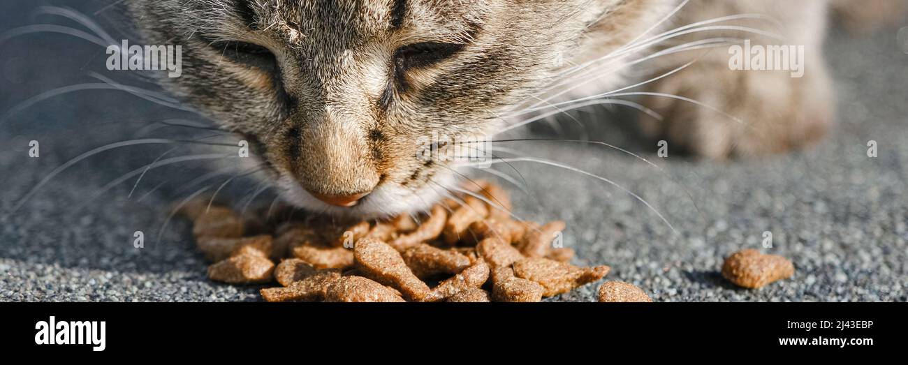 PET-Banner. Obdachlose Katze frisst Nahrung vom Boden Stockfoto
