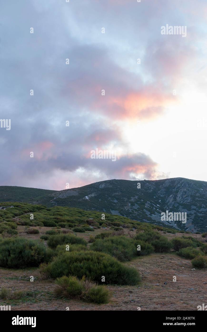 Piornos im Hafen von Honduras Ambroz bei Sonnenuntergang im Winter, Cytisus oromediterraneus Stockfoto
