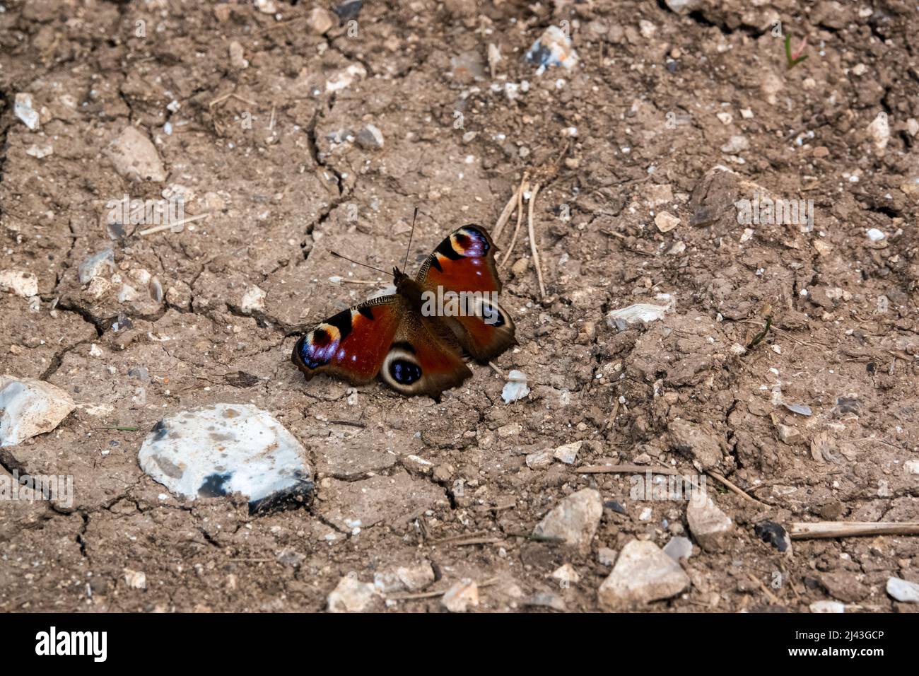 Nahaufnahme eines schönen Pfauenschmetterlings (Aglais io) Stockfoto