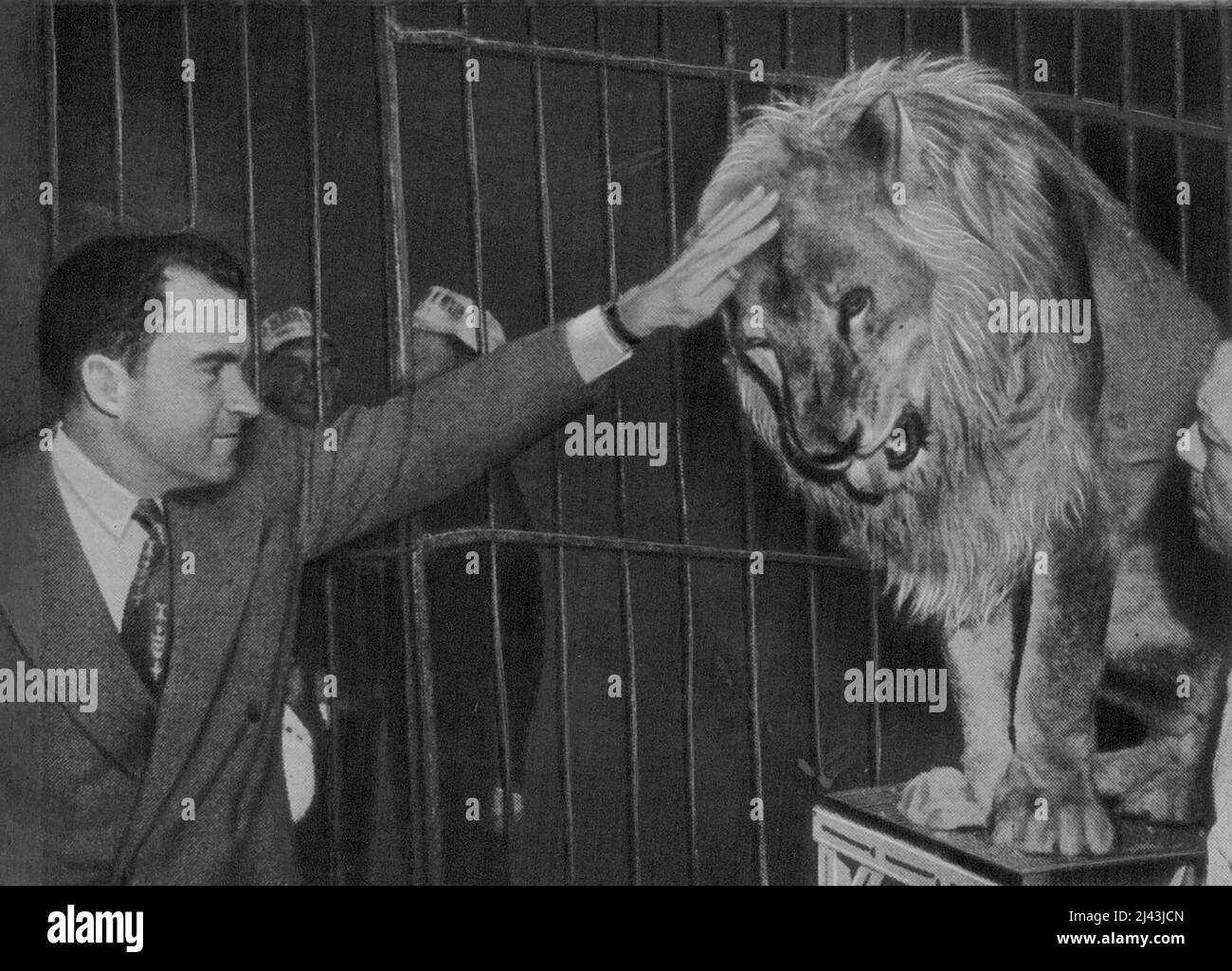 Sheba Sheik, der 18-jährige Filmlöwe, der mit Tarzan aufgetreten ist und versucht, sich grausam zu verhalten, wird endlich mit vorsichtiger Streicheleinheit beschenkt. Nixon ist eher daran gewöhnt, politische Löwengruben zu betreten, und wird von Fotografen angemahnt, während einer Zirkusparty einen vorsichtigen, armseligen Kumpel gegen den nicht ansprechbaren Filmstar Sheba Sheik auszusprechen. 07. Oktober 1953. Stockfoto