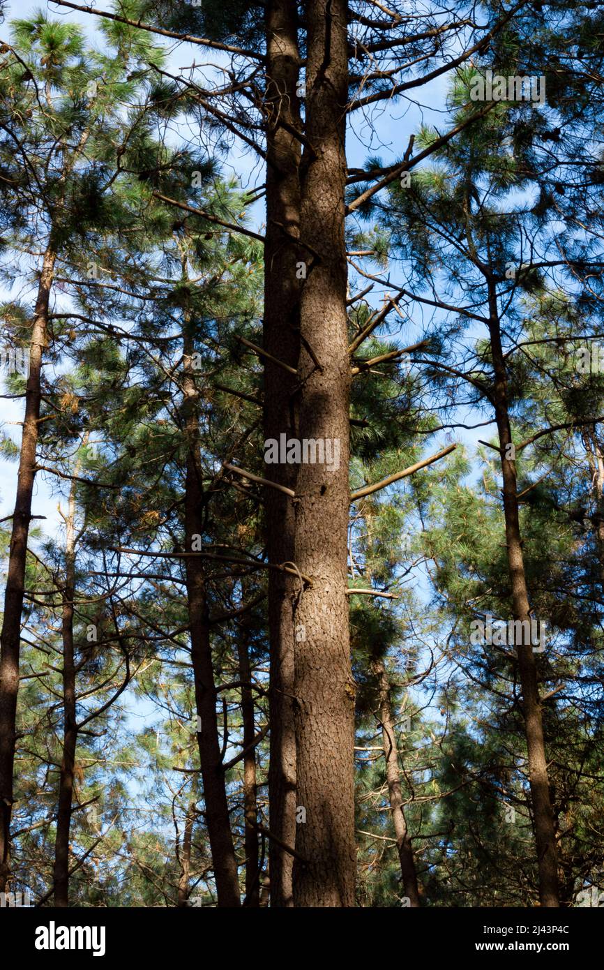 Ansicht von unten von Bäumen in den klaren Himmel im Wald. Kiefer und Äste Stockfoto