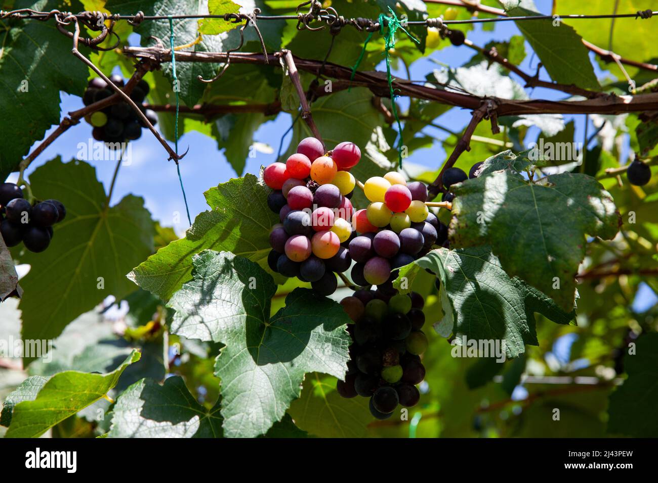 Trauben von Vitis Labrusca-Trauben, die in einem Traubenanbau in La Union in der Region Valle del Cauca in Kolumbien reifen Stockfoto