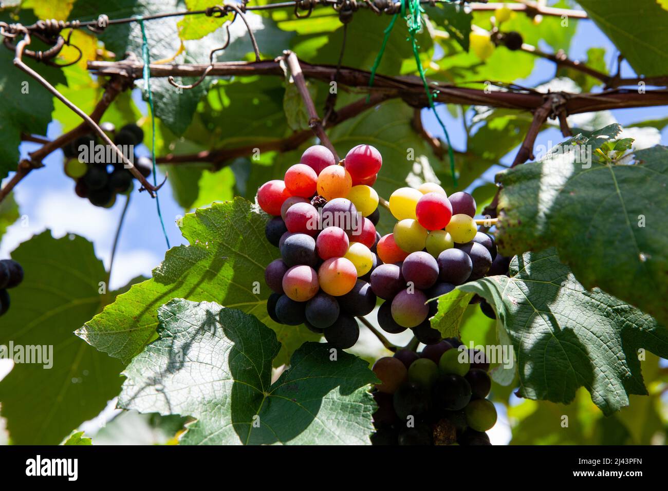 Trauben von Vitis Labrusca-Trauben, die in einem Traubenanbau in La Union in der Region Valle del Cauca in Kolumbien reifen Stockfoto