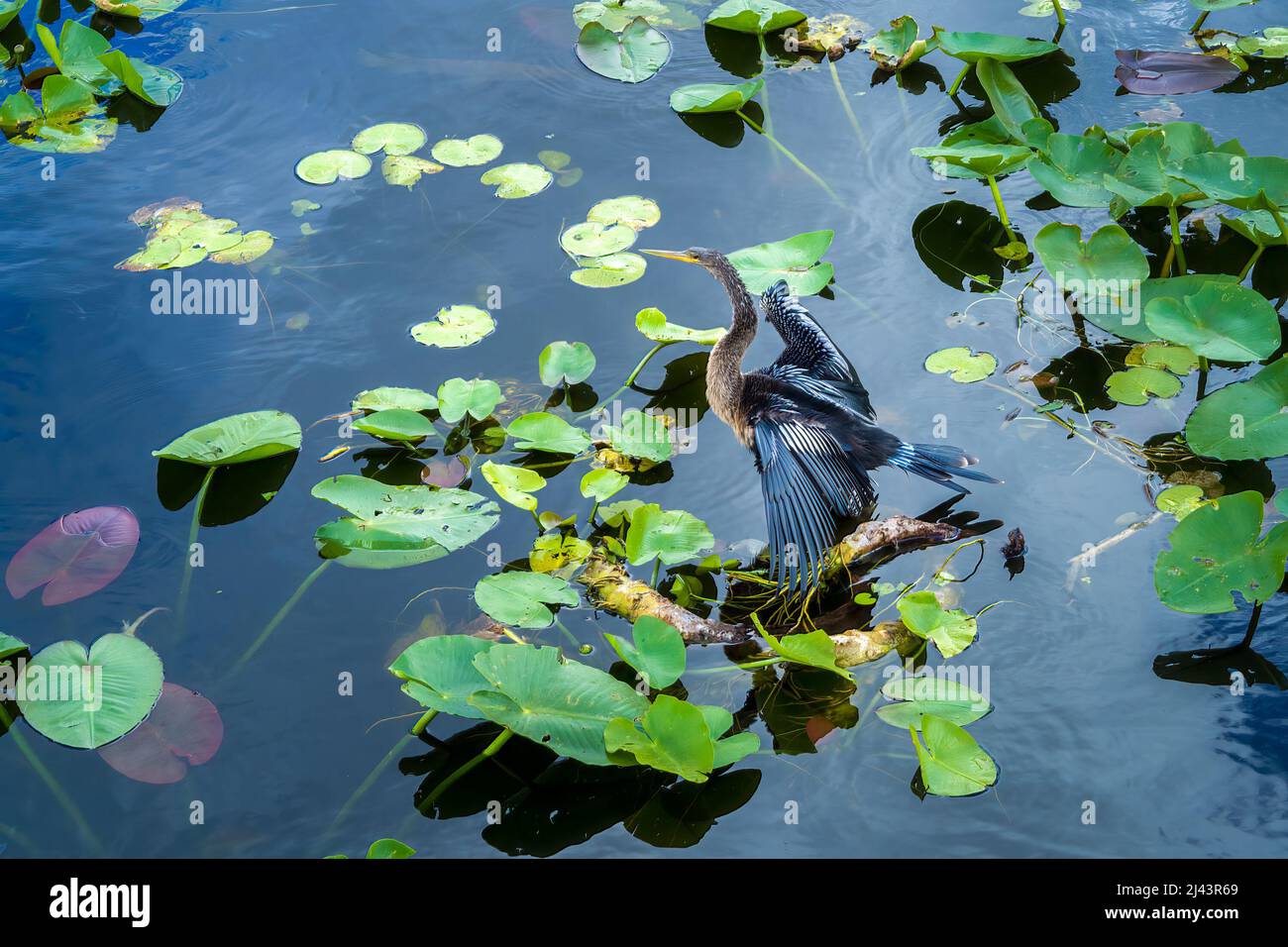 Anhinga anhinga, manchmal auch Schlangenvögel, Darter, amerikanischer Darter oder wassertürke genannt, Trocknet seine Flügel, die auf einem Ast in der Nähe der Wasseroberfläche sitzen Stockfoto