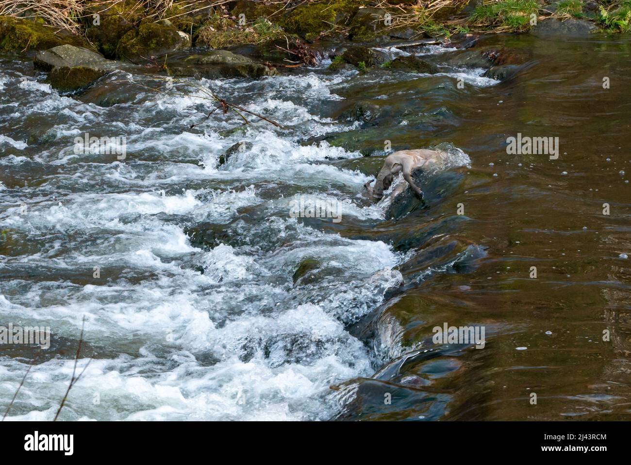 Der Leichnam einer kleinen Rehe ertrank in einem wilden Fluss. Totes Tier, das auf Steinen im fließenden Wasser liegt. Beim Überqueren eines Flusses getötete Tiere. Stockfoto