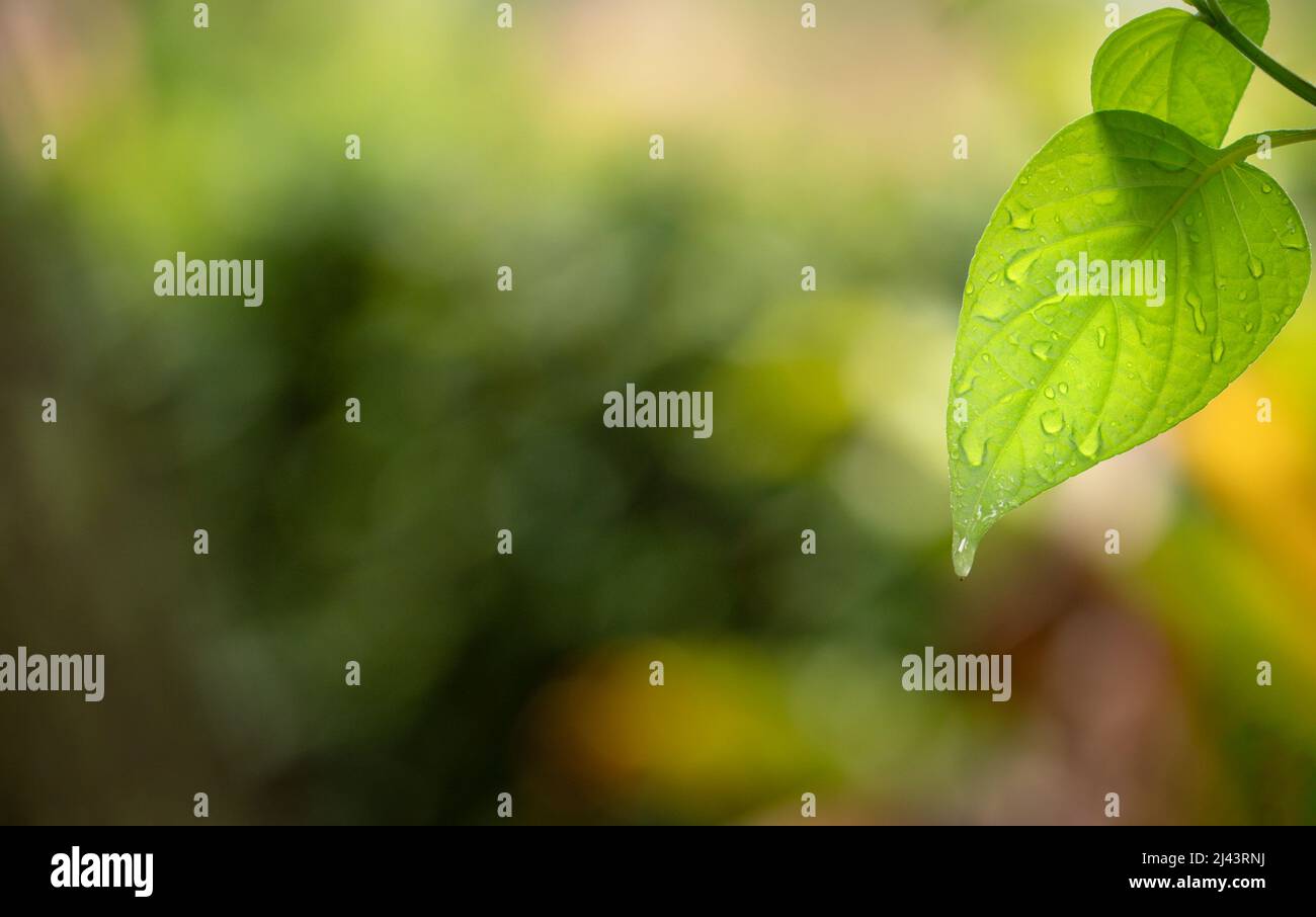 Natur grünes Blatt mit Wassertröpfchen. Frühling oder Umwelt Ökologie Hintergrund, kopieren Raum. Stockfoto