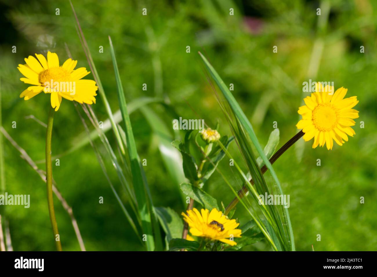 Glebioni segetum - (Chrysanthemum segetum) - Mais-Ringelblume. BEM me quer mal me quer Stockfoto