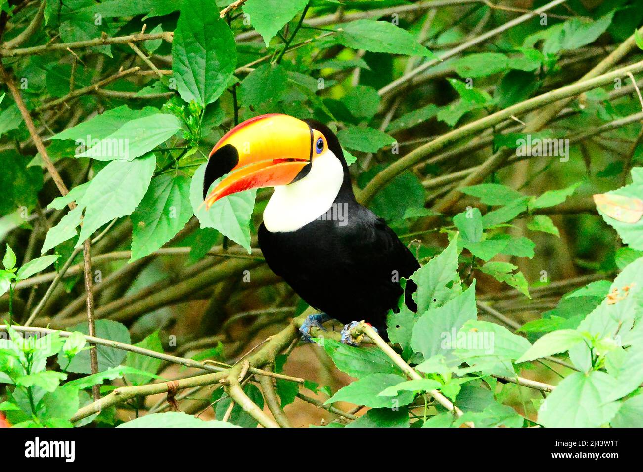 Toucan-Vogel im tropischen Wald im Foz de Iguazu Park, Paraná, Brasilien Stockfoto