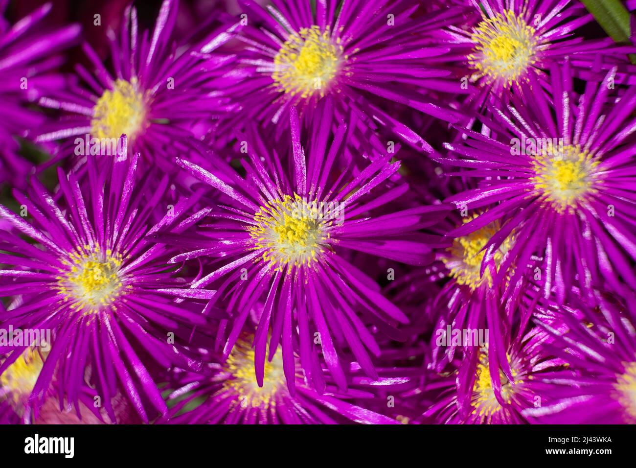 Makro-Foto von winterharten Eispflanzen Blumen Stockfoto