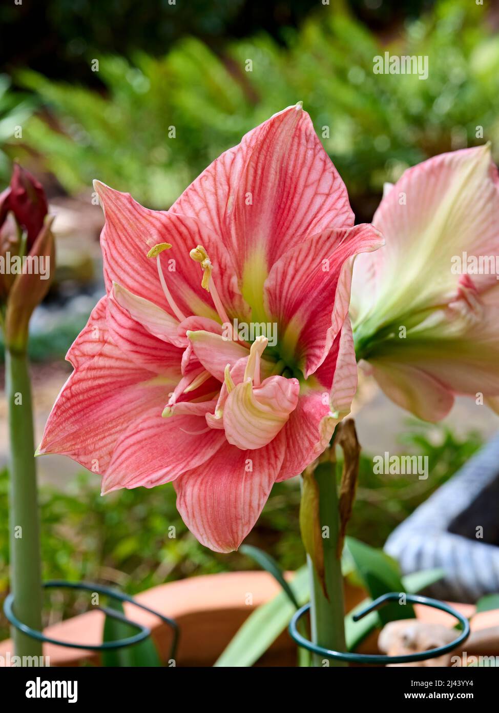 Rosa Lilium longiflorum oder Osterlilie in Blüte oder blühende Blume. Stockfoto