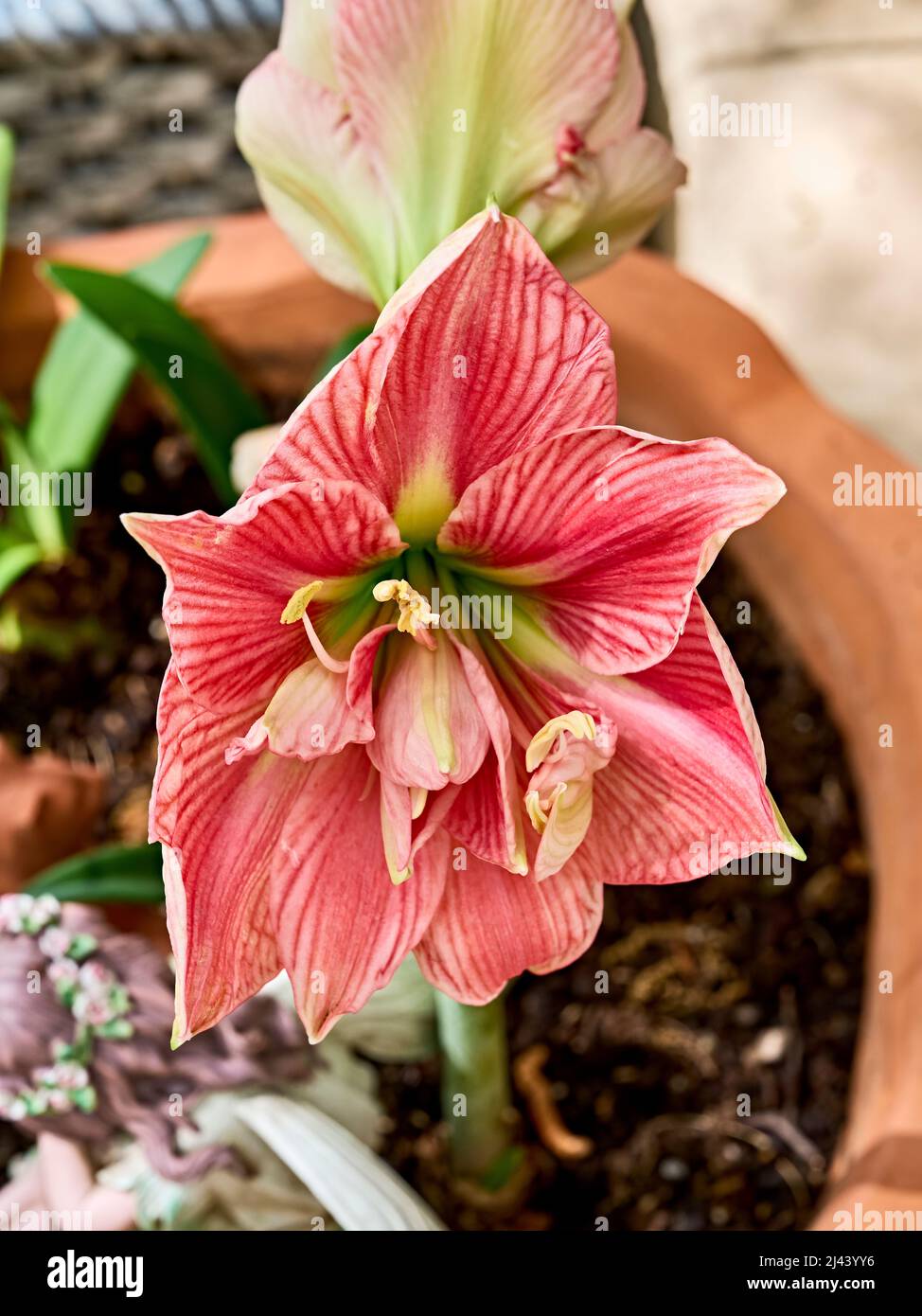Rosa Lilium longiflorum oder Osterlilie in Blüte oder blühende Blume. Stockfoto