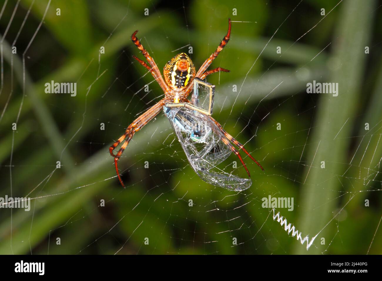 Erwachsene weibliche St Andrews Cross Spider, Argiope keyserlingi, mit Beute einer männlichen Gemeinen Blauschwanz-Damselfliege, Ischnura heterosticta. Coffs Harbor, NSW, A Stockfoto