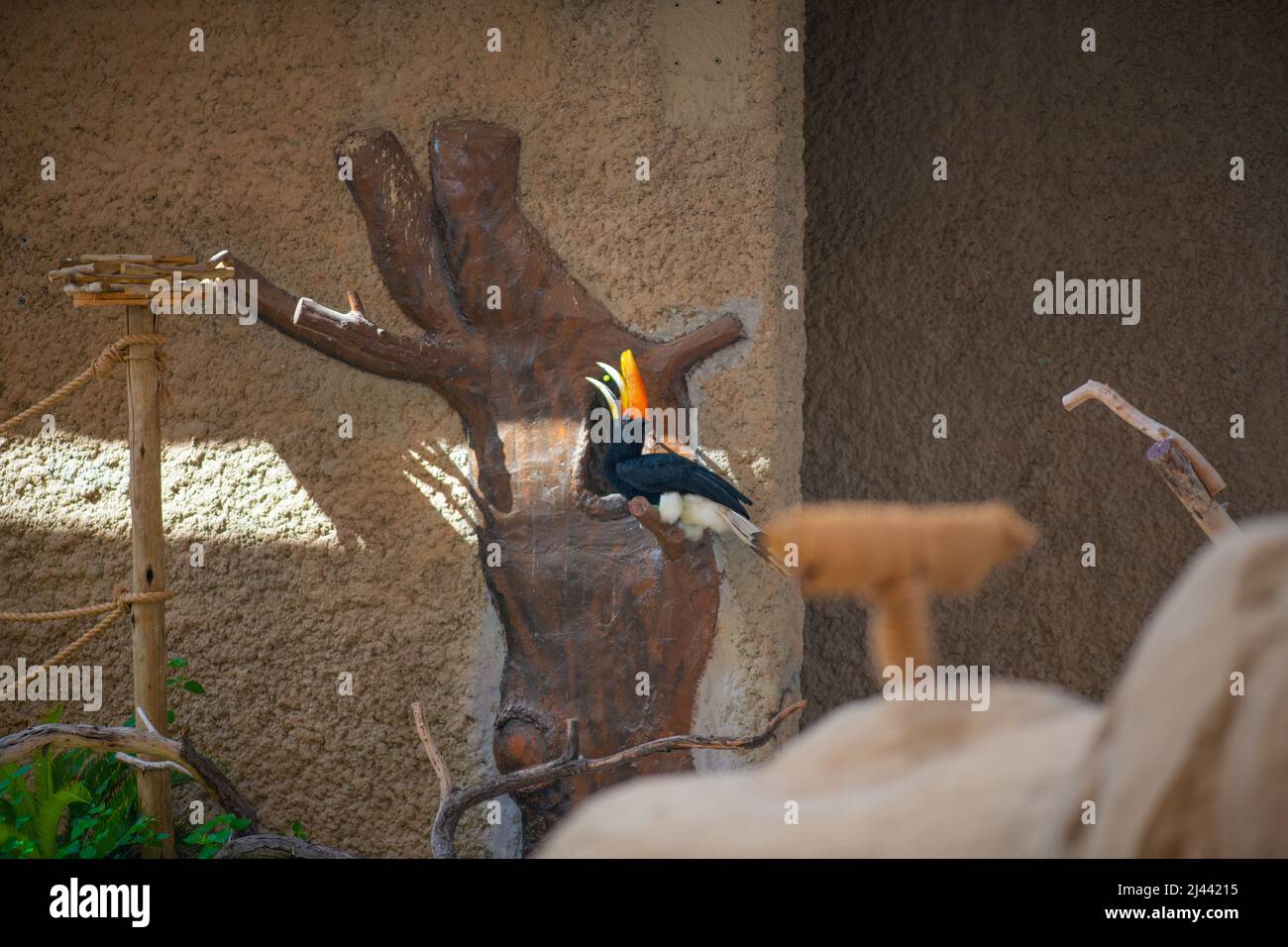Sulawesische Kalao Vogelarten in der Hornbill Familie Stockfoto