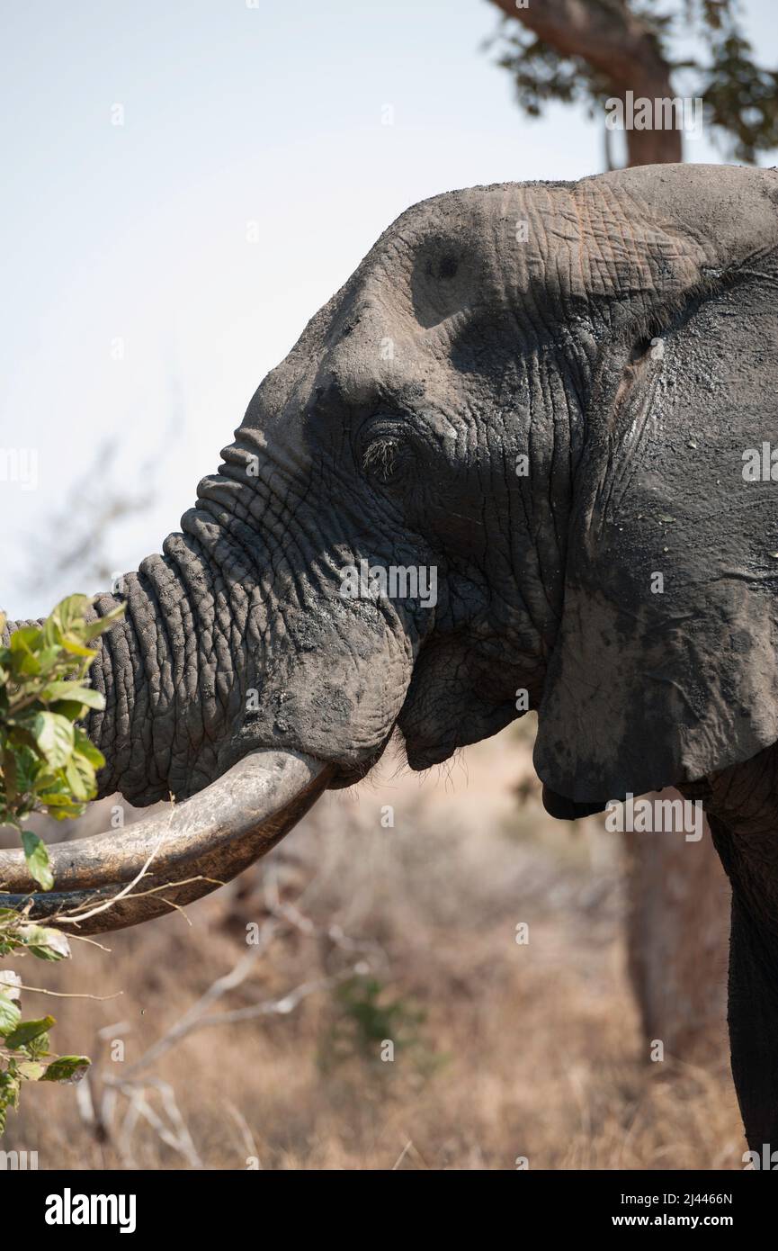 Großer afrikanischer Elefant mit Stoßzähnen, nass vom Schwimmen im Fluss, mit Futter. Krüger National Park, Südafrika Stockfoto