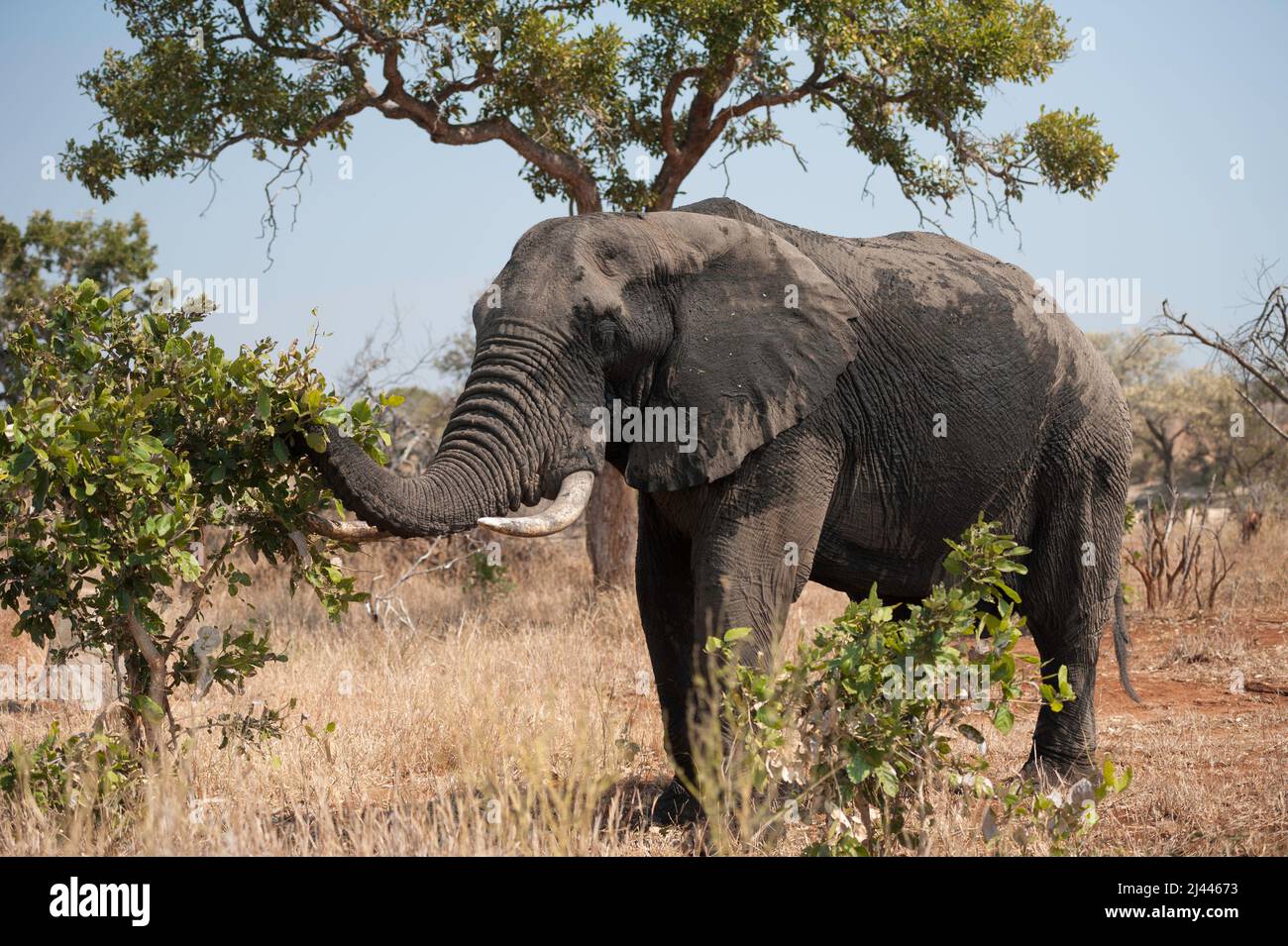 Großer afrikanischer Elefant mit Stoßzähnen, nass vom Schwimmen im Fluss, mit Futter. Krüger National Park, Südafrika Stockfoto