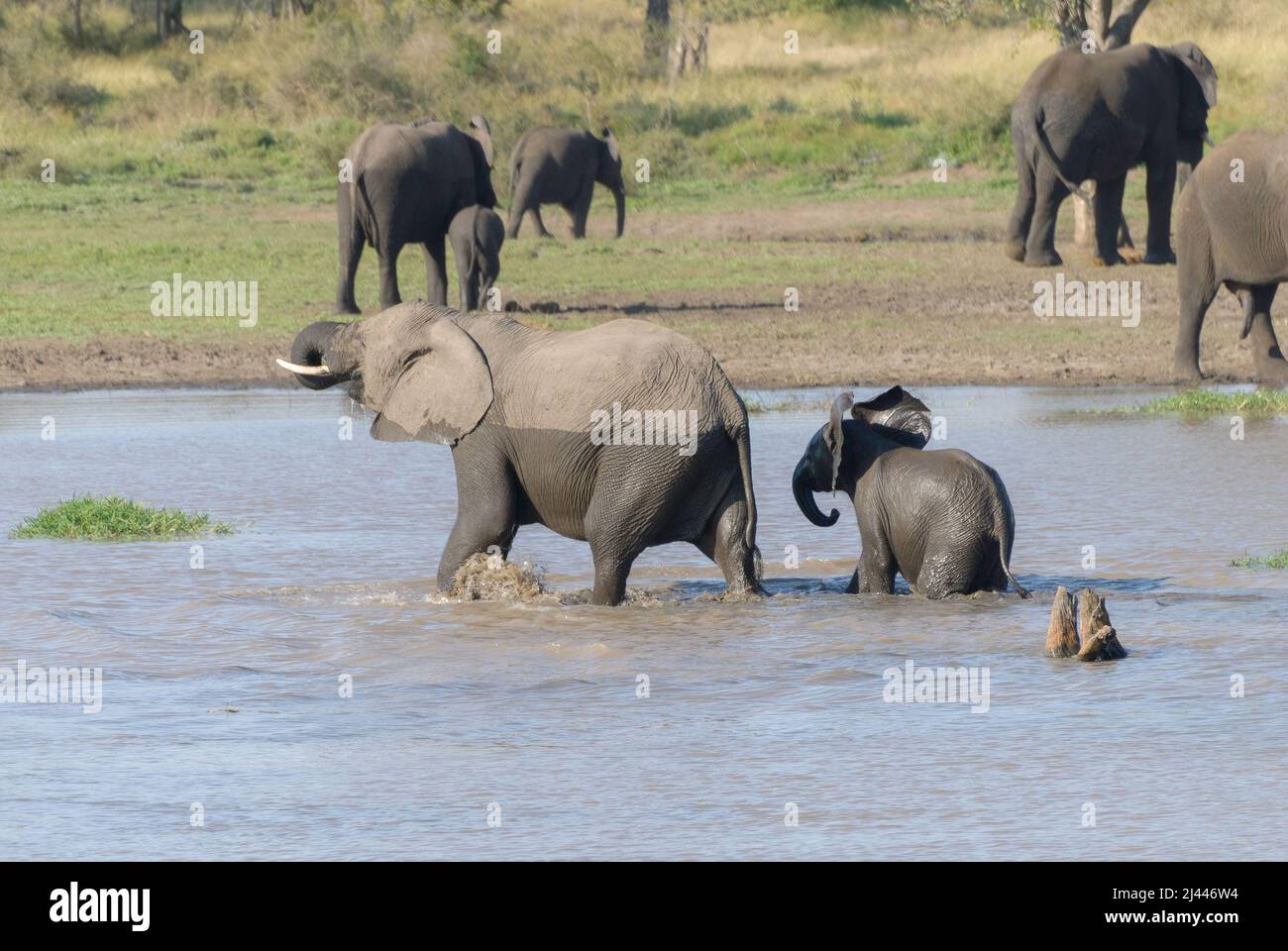 Eine Mutter und ein Baby afrikanischen Elefanten, Teil einer großen Herde, überqueren den Fluss, Kruger National Park, Südafrika Stockfoto