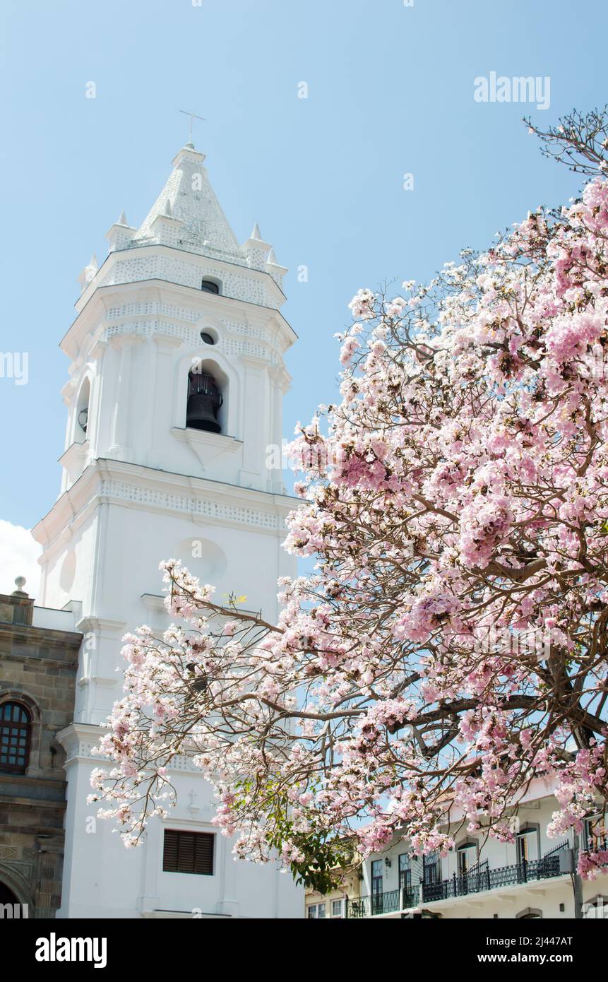 Der Glockenturm der Metropolitan Cathedral befindet sich an einem sonnigen Tag in der Altstadt von Panama City Stockfoto