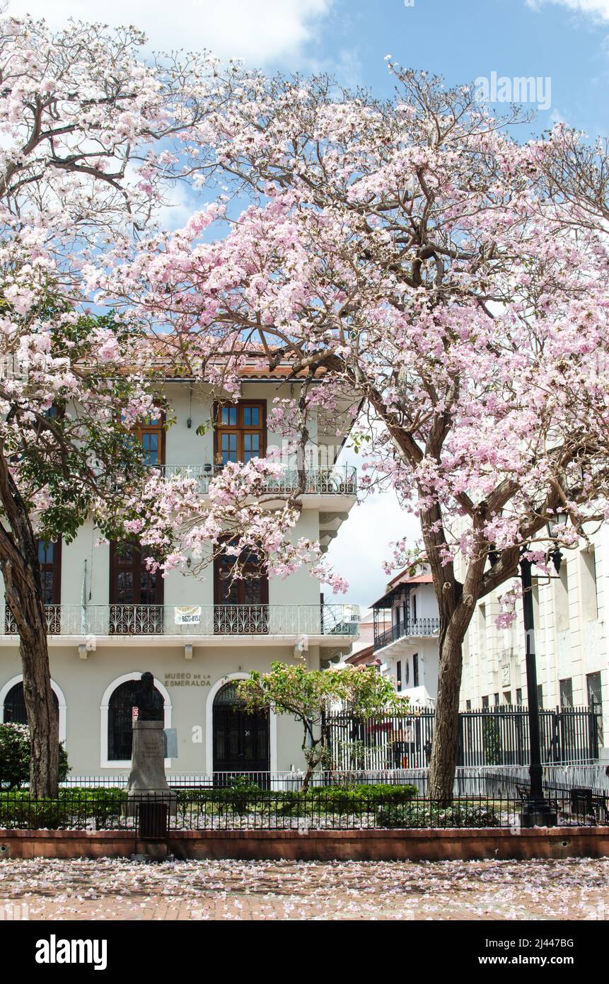 Blick auf die Umgebung des Cathedral Plaza mit einem beeindruckenden Baum in voller Blüte Stockfoto