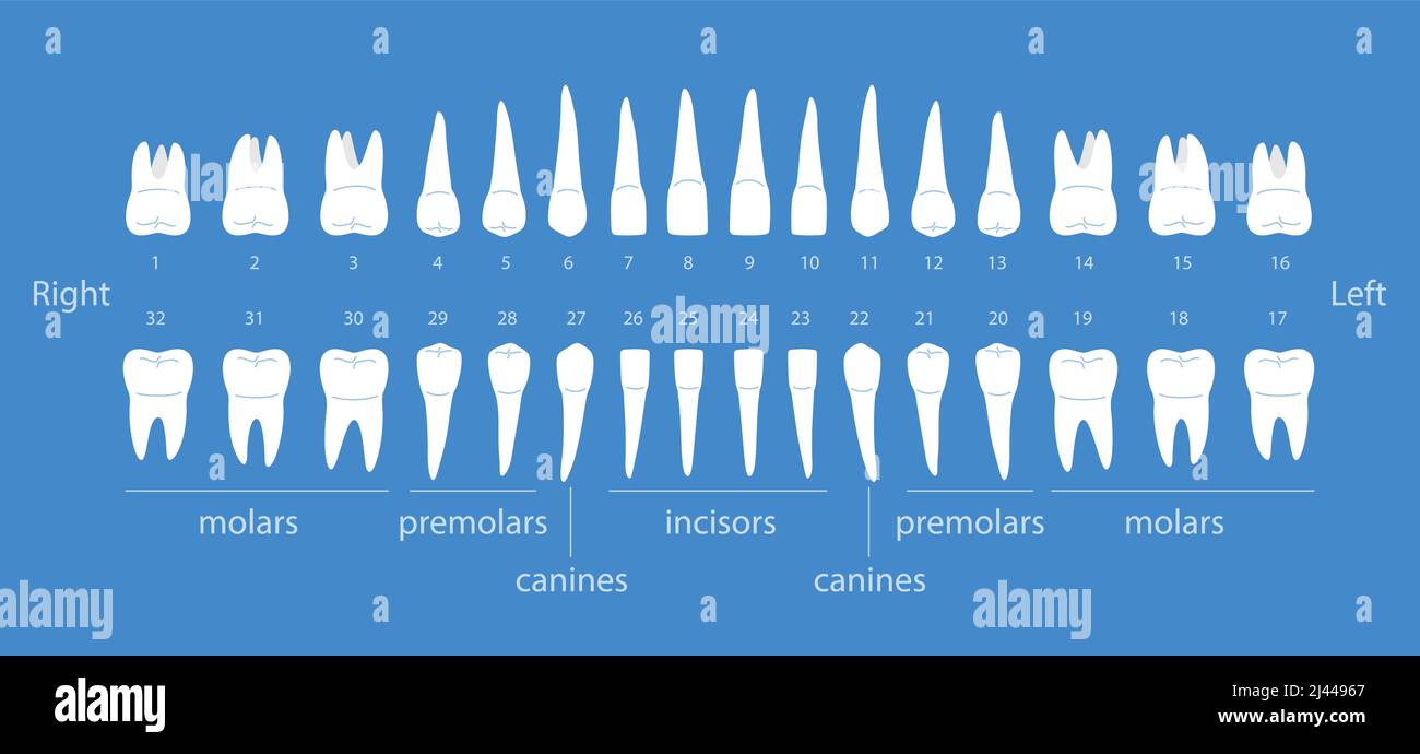 Das Diagramm der menschlichen Zähne, Vektordarstellung Stock Vektor