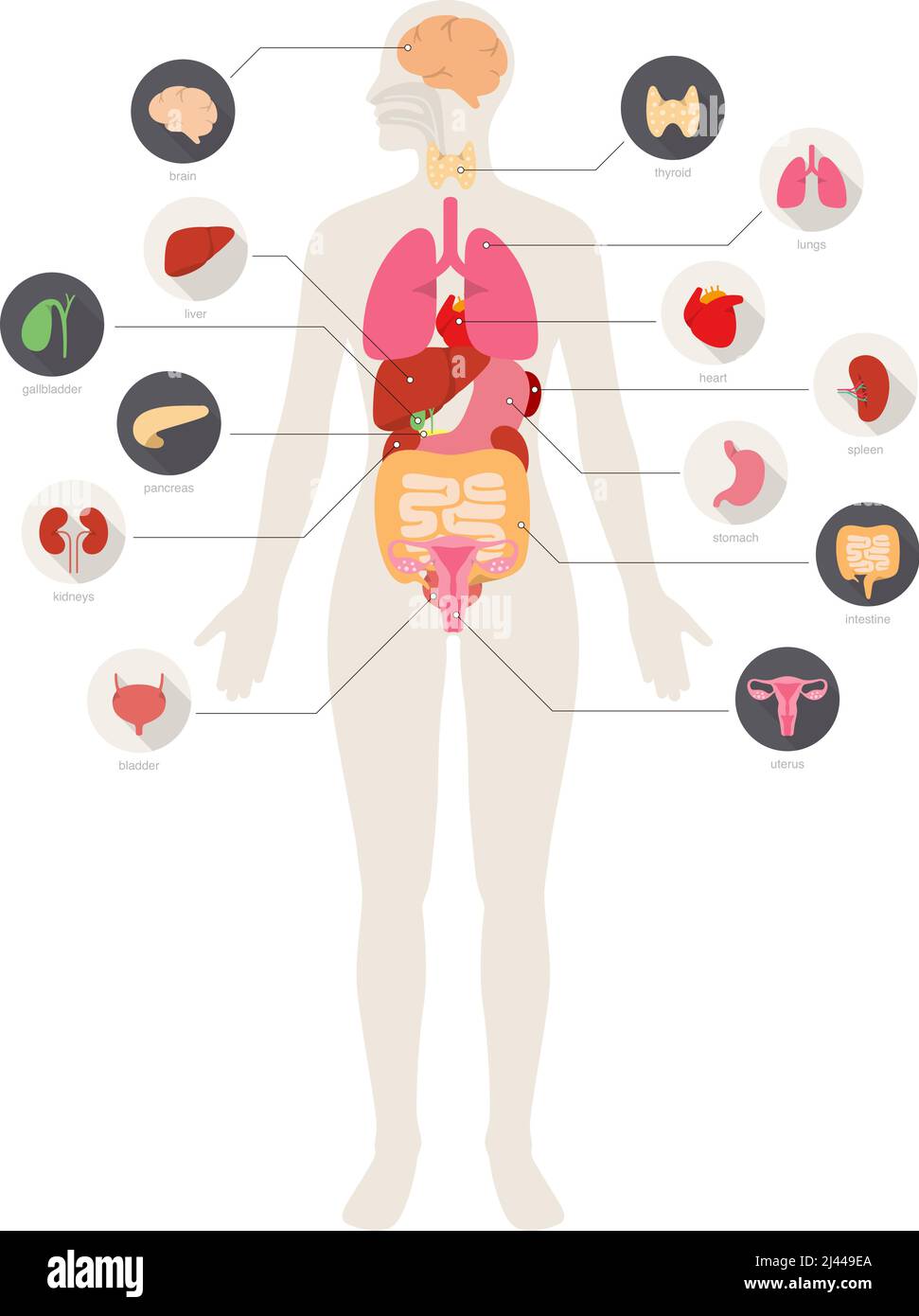Infografik-Poster: Frau, Innere Organe Stock-Vektorgrafik - Alamy