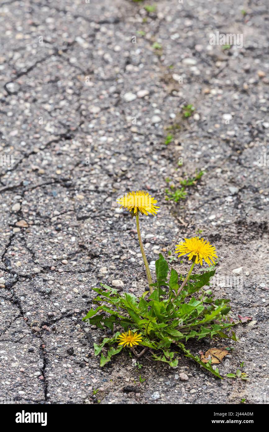 Die gelbe Elendelion-Pflanze wächst durch die Risse auf der Asphaltstraße Stockfoto