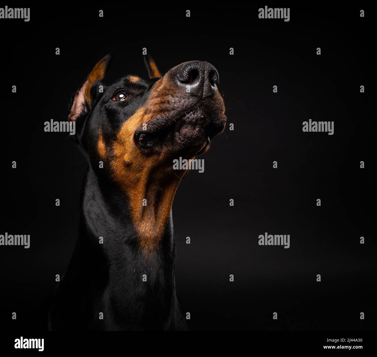 Porträt eines Dobermannhundes auf einem isolierten schwarzen Hintergrund. Studioaufnahme, Nahaufnahme. Stockfoto