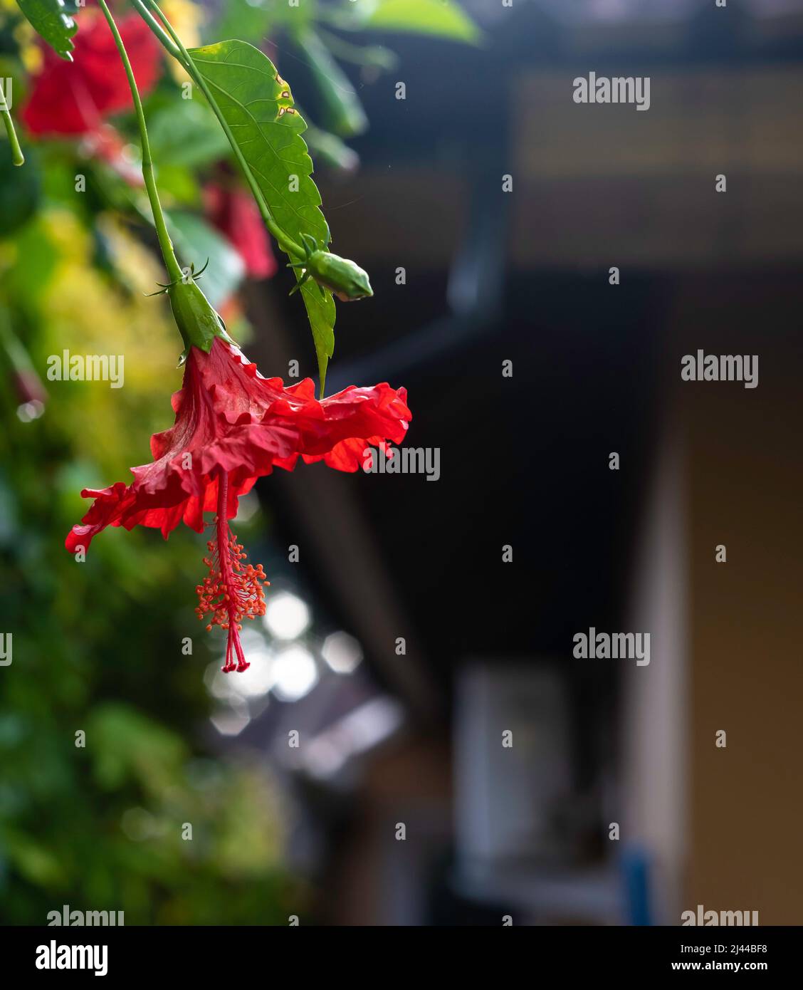 Nahaufnahme einer tropischen roten Hibiskusblüte, die auf einem Blattzweig mit dunklem, unscharfem Hintergrund hängt. Speicherplatz kopieren Stockfoto