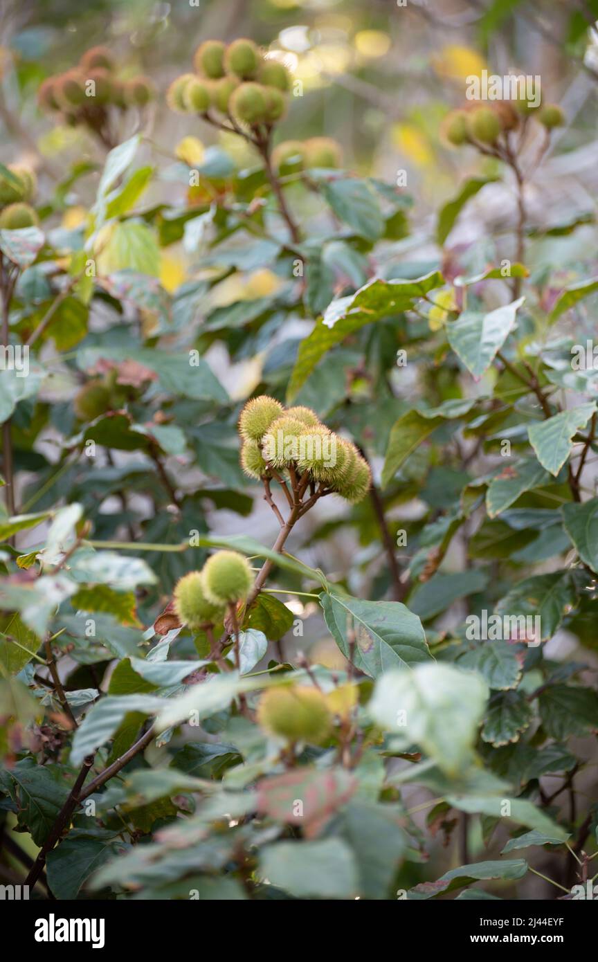 Bixa orellana oder Achiote-Pflanze, Quelle von Annato, natürliche orange-rote Würze für Lebensmittelfarben, Körperfarbe, Gewürz Stockfoto