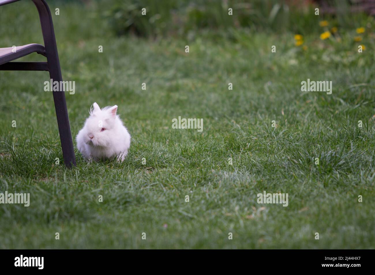 Weißer rabit auf grünem Gras sitzend Stockfoto