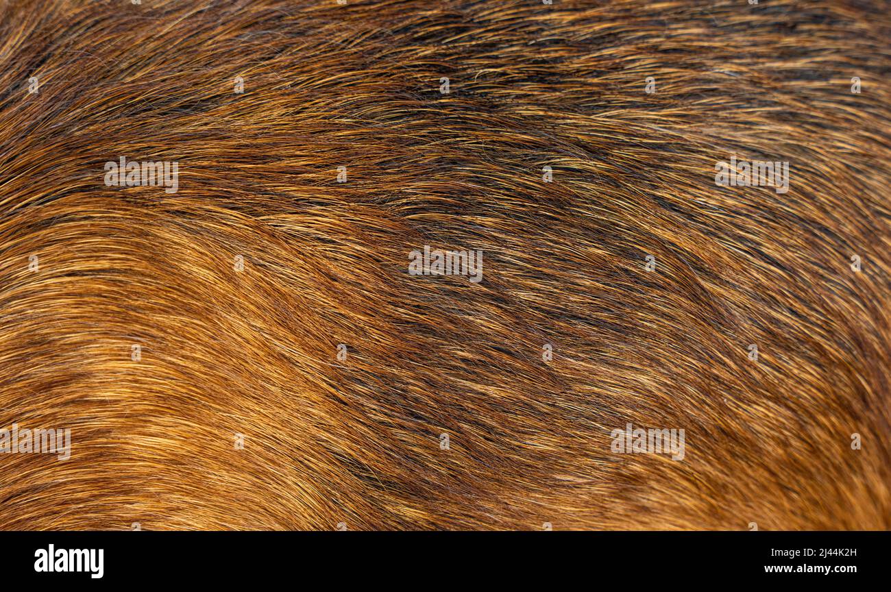 Hundefelltextur. Red Dog Fell natürlich für Hintergründe, Texturen und Tapeten. Hochwertige Fotos Stockfoto