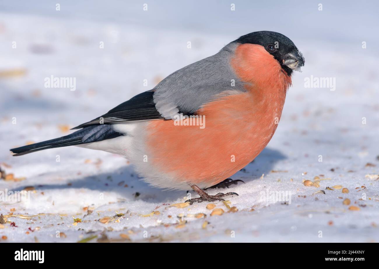 Der männliche Eurasische Bullfinch (Pyrrhula pyrrhula) sitzt an sonnigen Tagen auf dem Schnee Stockfoto