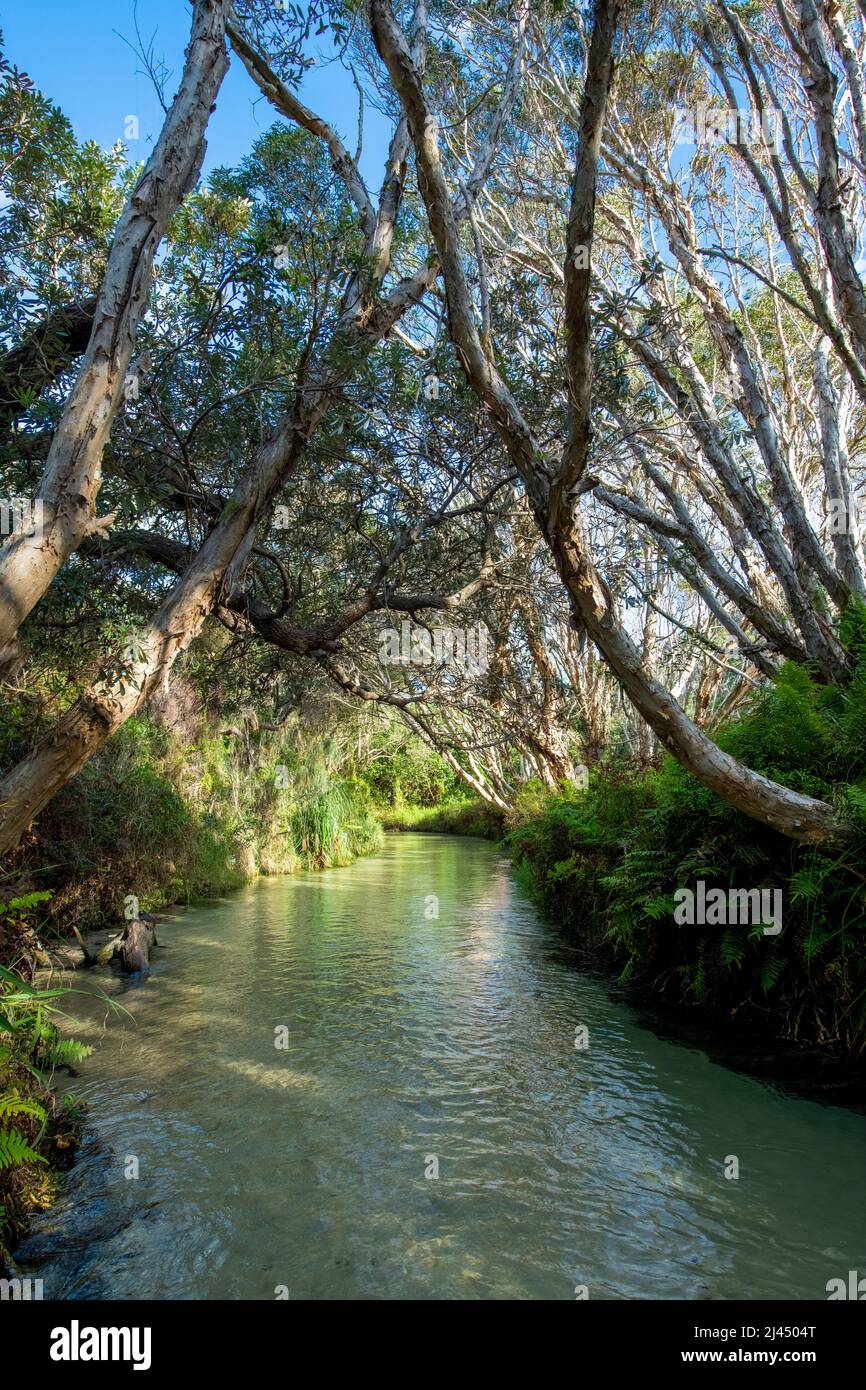 Die ruhigen Gewässer von Eli Creek auf Fraser Island, Queensland, Australien Stockfoto