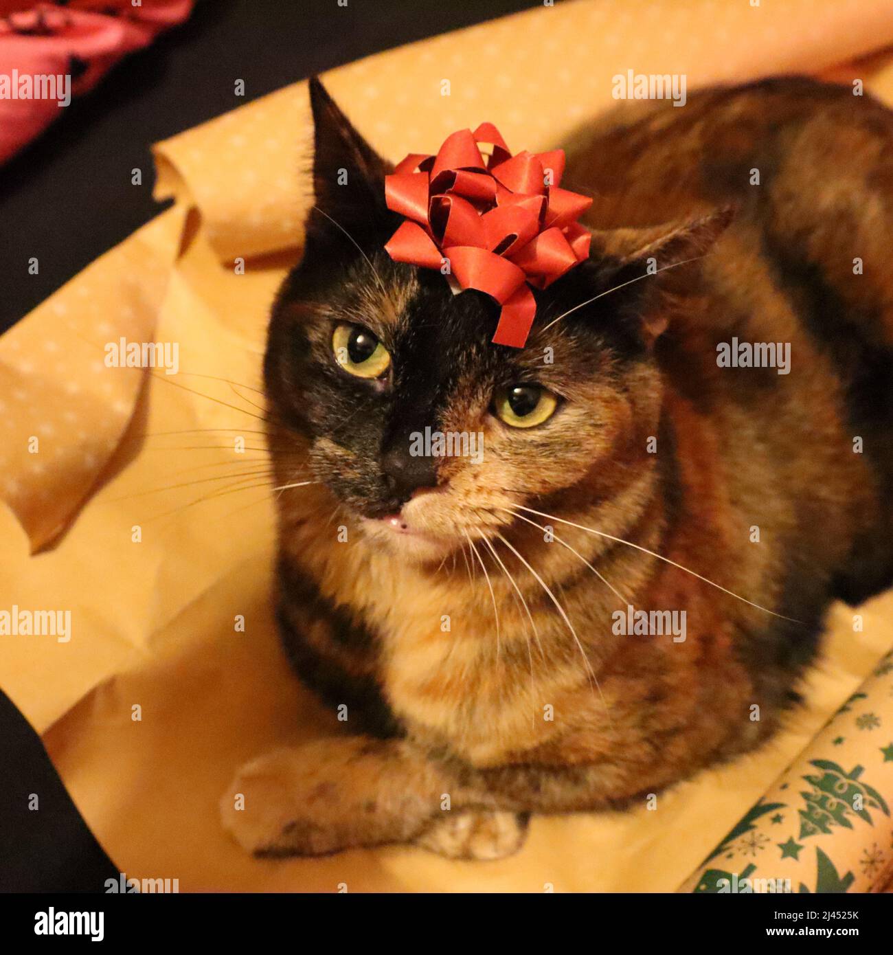Katze sitzt auf Weihnachts-Geschenkpapier Stockfoto