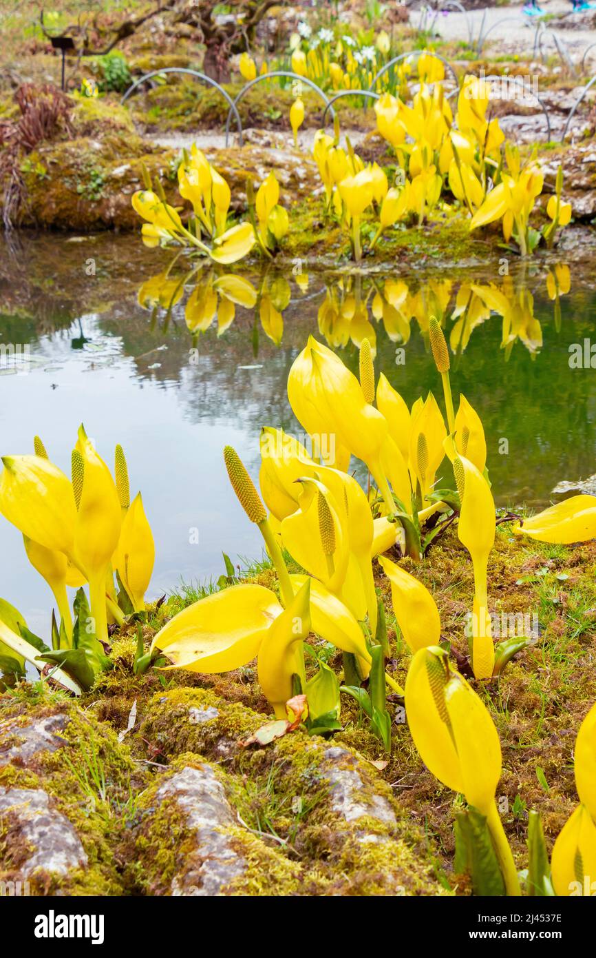 Gelbe stinkende Pflanze Lysichiton americanus bekannt als Skunk Cabbage, Sumpflaterne Stockfoto
