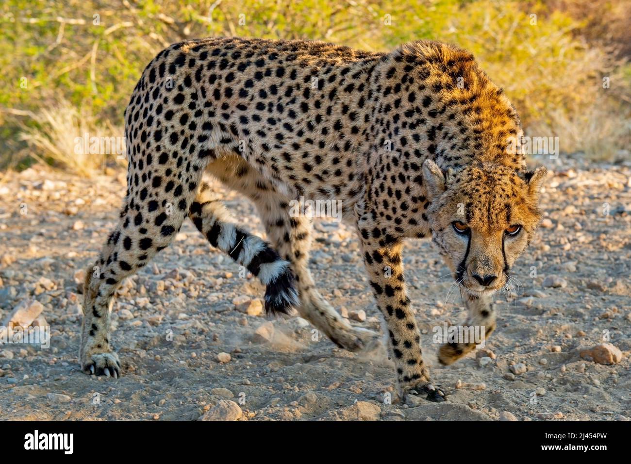 Gepard (Acinonyx jubatus) in drohender Haltung, Region Khomas, Namibia, Afrika Stockfoto