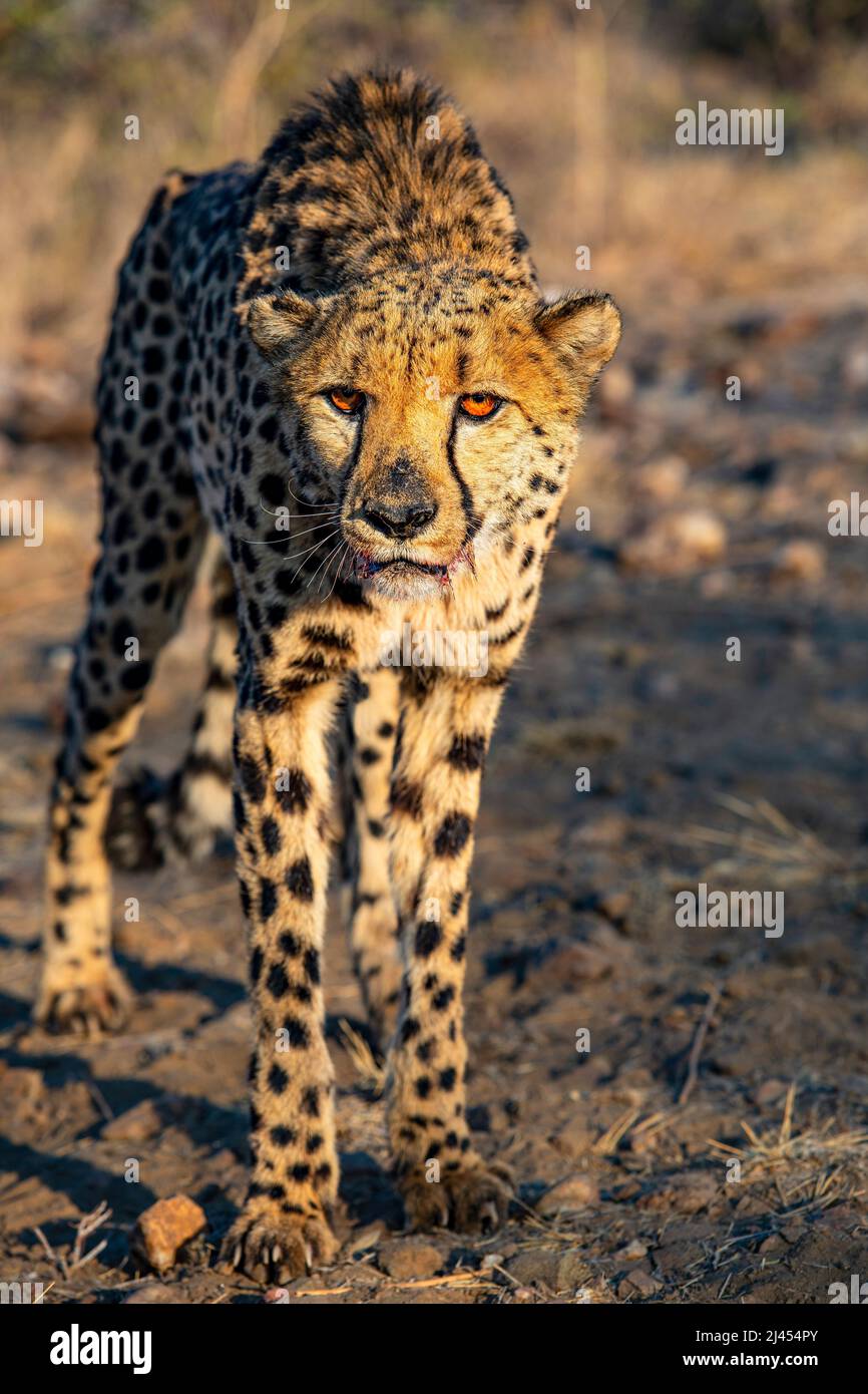 Gepard (Acinonyx jubatus) mit blutigem Maul nach dem Fressen, Region Khomas, Namibia, Afrika Stockfoto