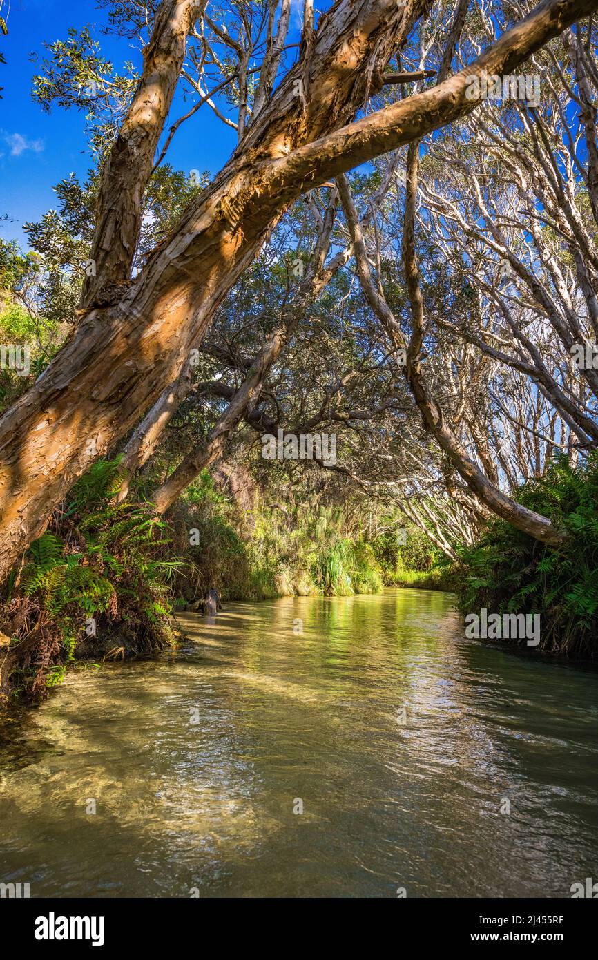 Die ruhigen Gewässer von Eli Creek auf Fraser Island, Queensland, Australien Stockfoto