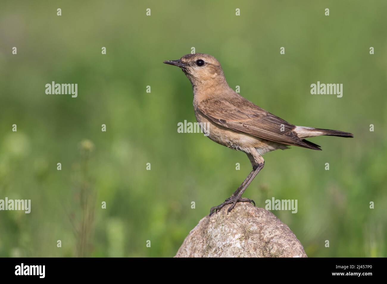 Isabell-Steinschmätzer (Oenanthe isabellina) Stockfoto