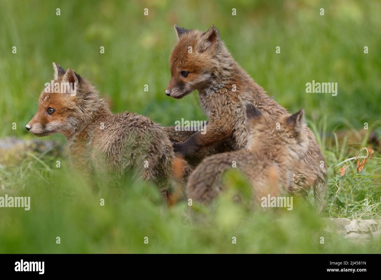 Rotfüchse (Vulpes vulpes) Junge Stockfoto