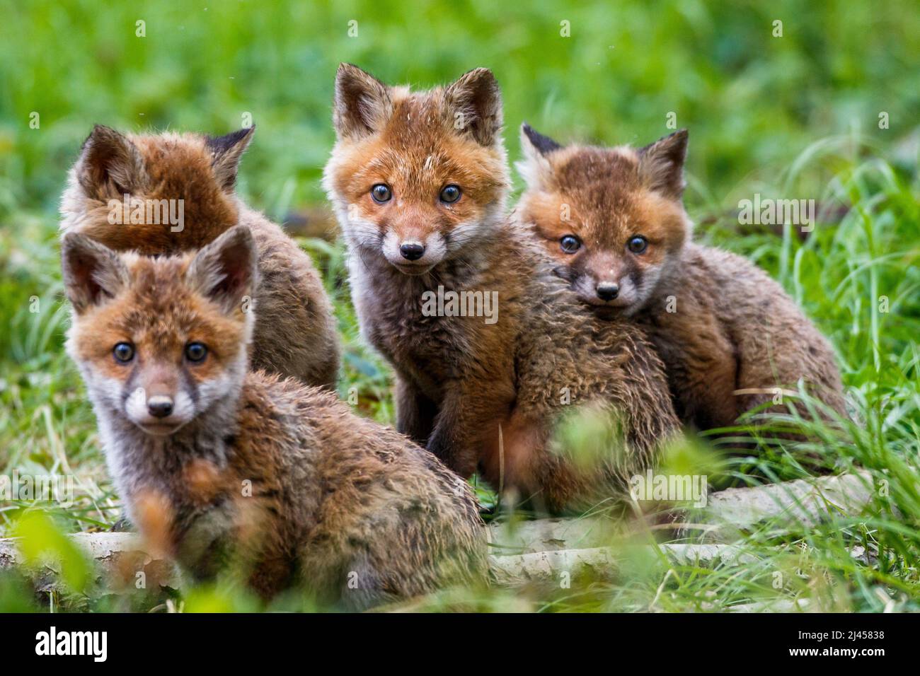 Rotfüchse (Vulpes vulpes) Junge Stockfoto