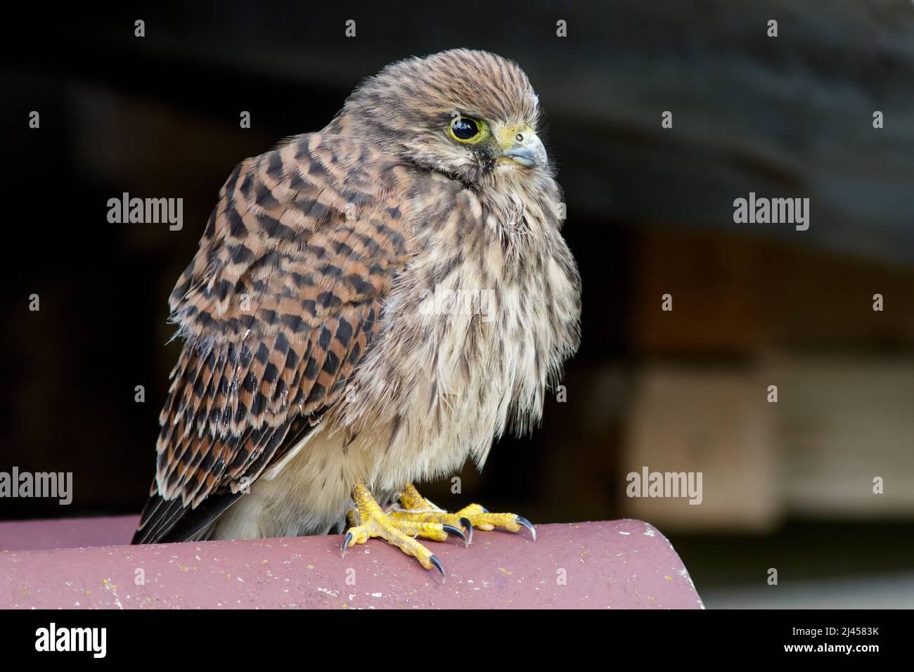 Turmfalke (Falco Tinnunculus) Flügger Jungvogel Stockfoto