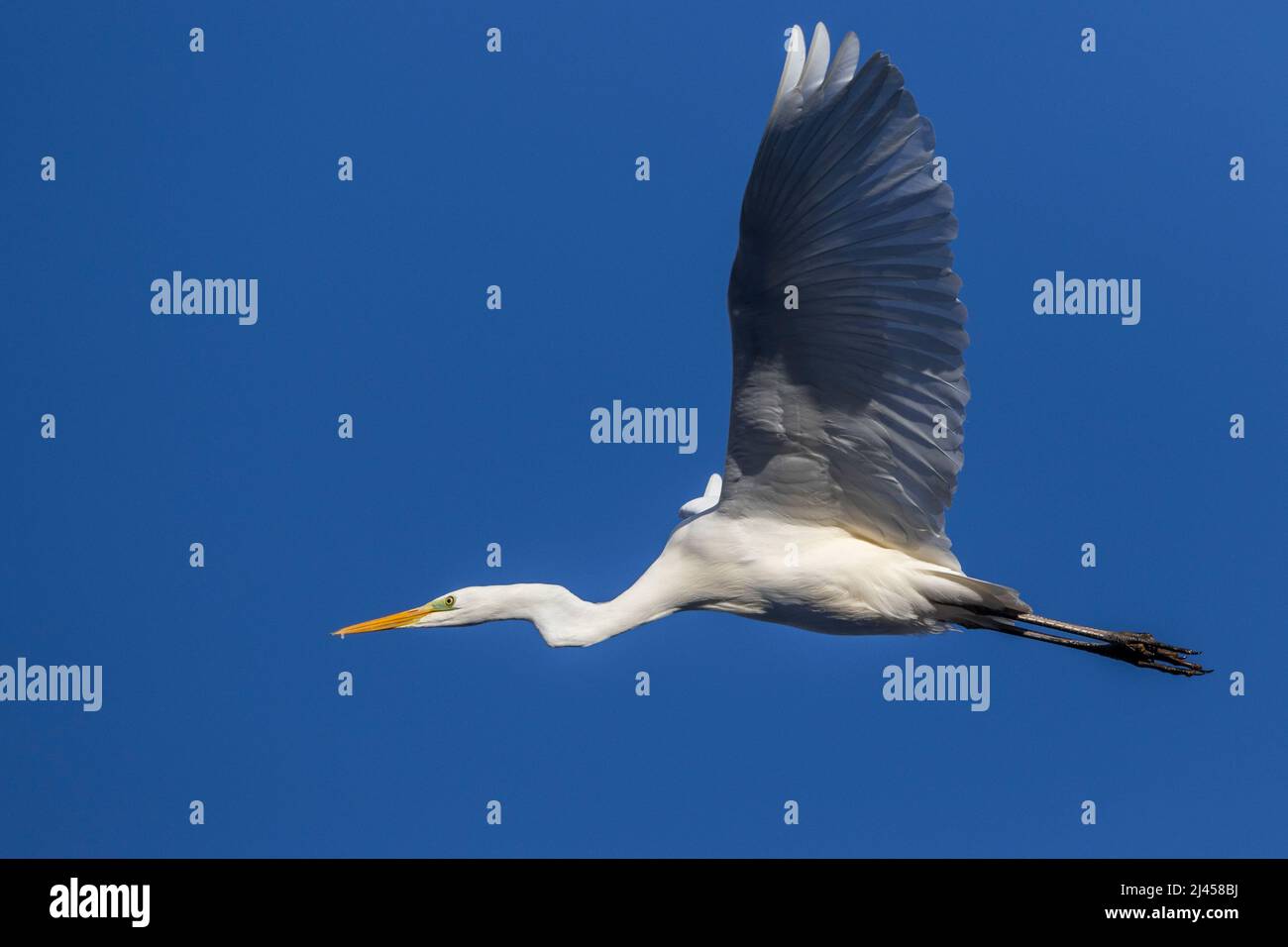 Silberreiher (Casmerodius Albus) Stockfoto