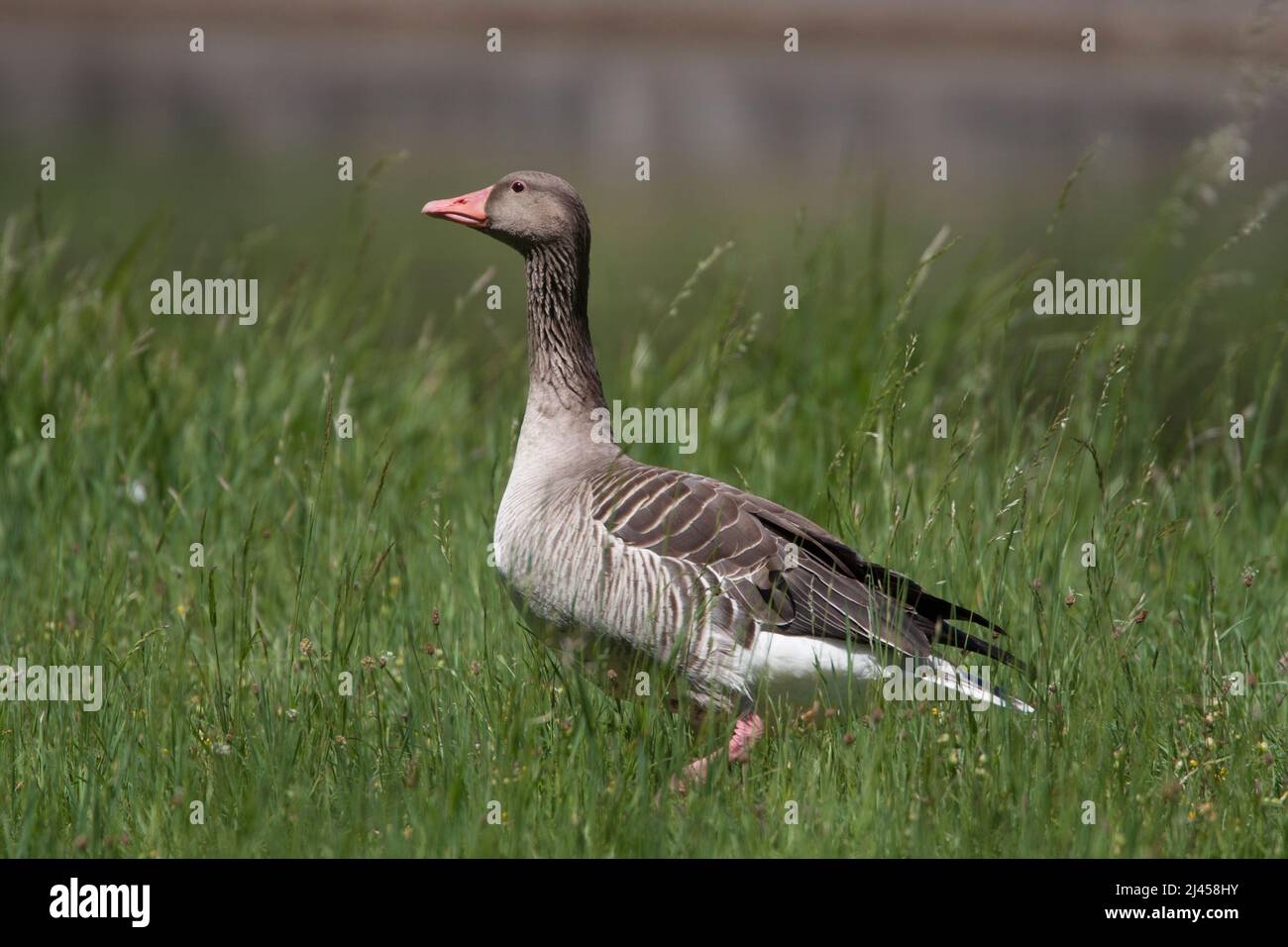 Gourmet (Anser Anser) Stockfoto