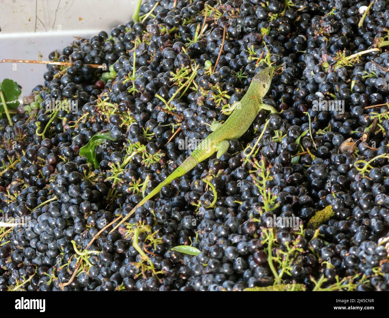 Europa, Frankreich, Vaucluse, Provence, Goult, Côtes du Ventoux' und Côtes du Luberon. Cave de Lumières Weinproduzenten. Eine Grüne Eidechse unter den Trauben Stockfoto