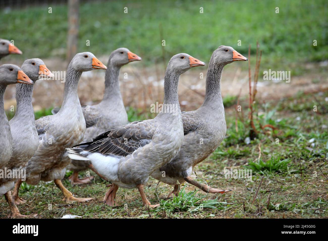 Gänse, die für die Fleisch- und Foie Gras-Produktion aufgezogen werden. Graugänse, Geflügelzucht, Rasse; Geflügel, Geflügelzucht; Geflügelzucht; Haushaltung Stockfoto